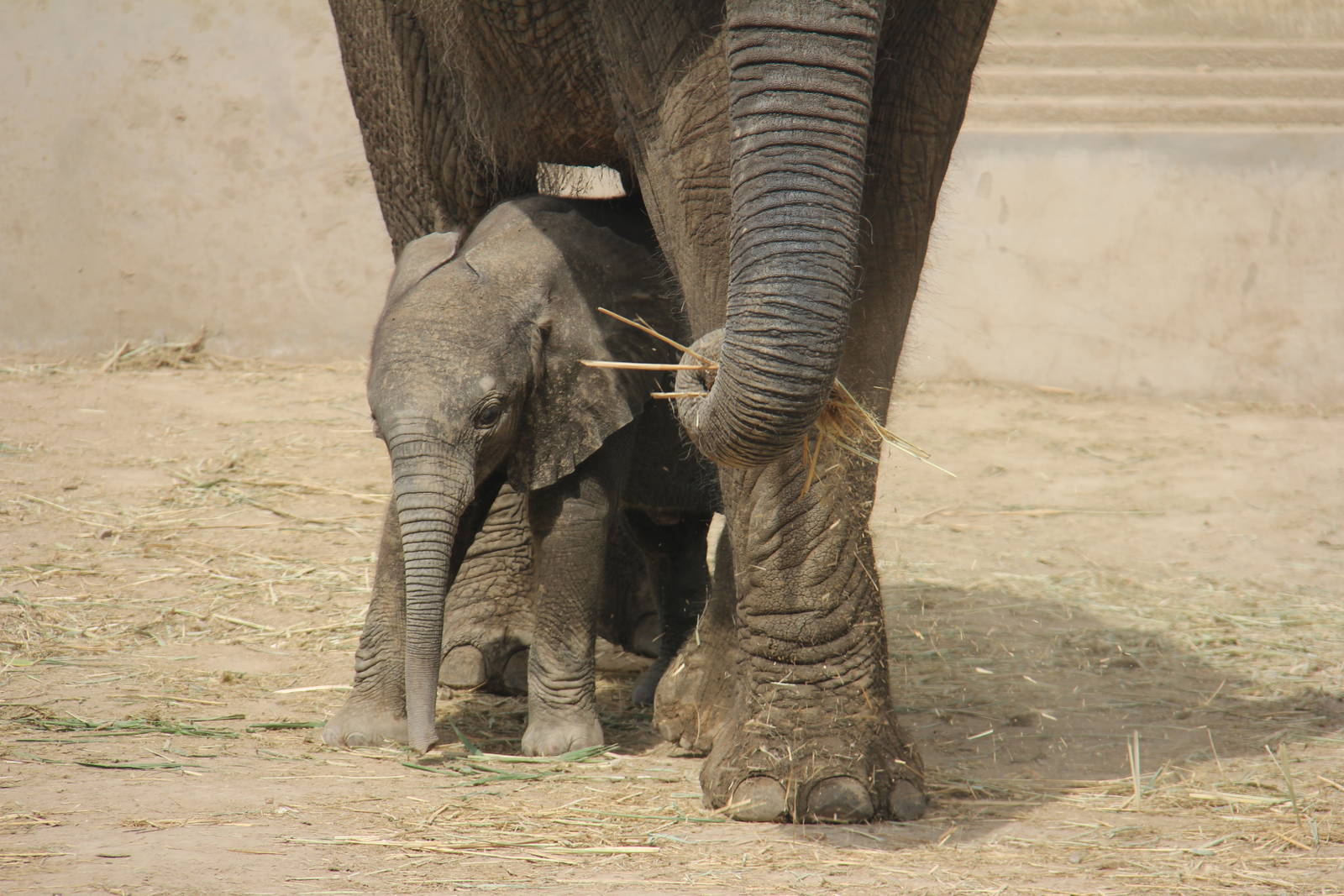 African elephant born on 26/04/2016