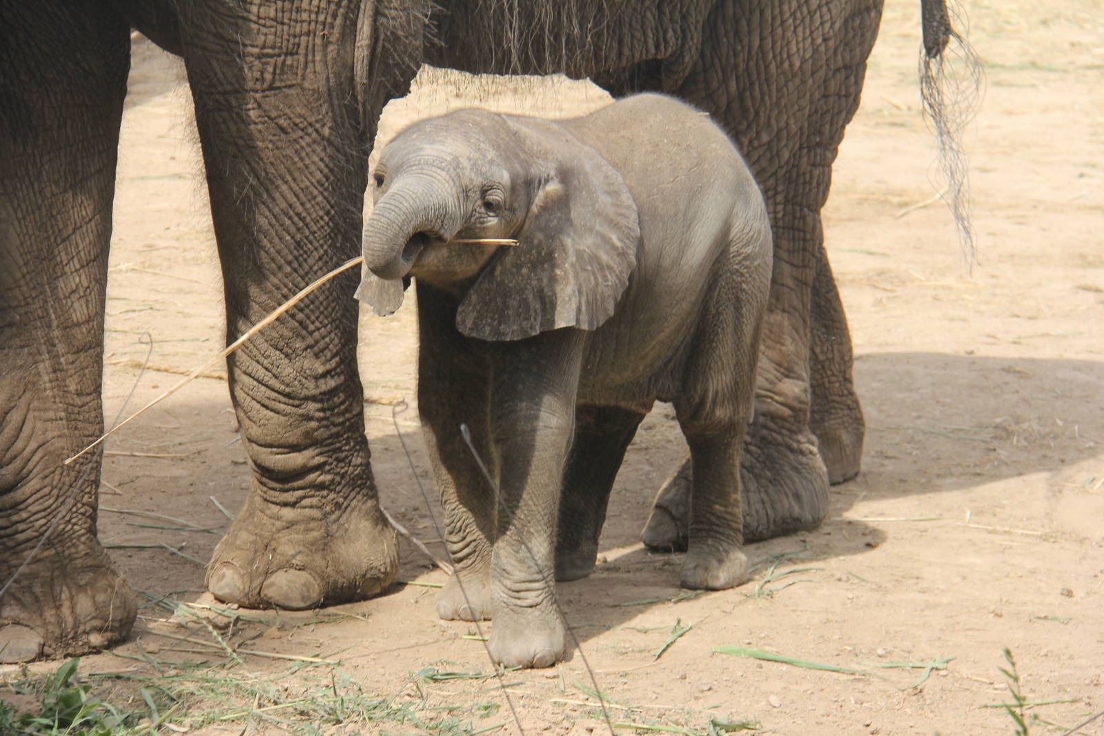 African elephant born on 26/04/2016