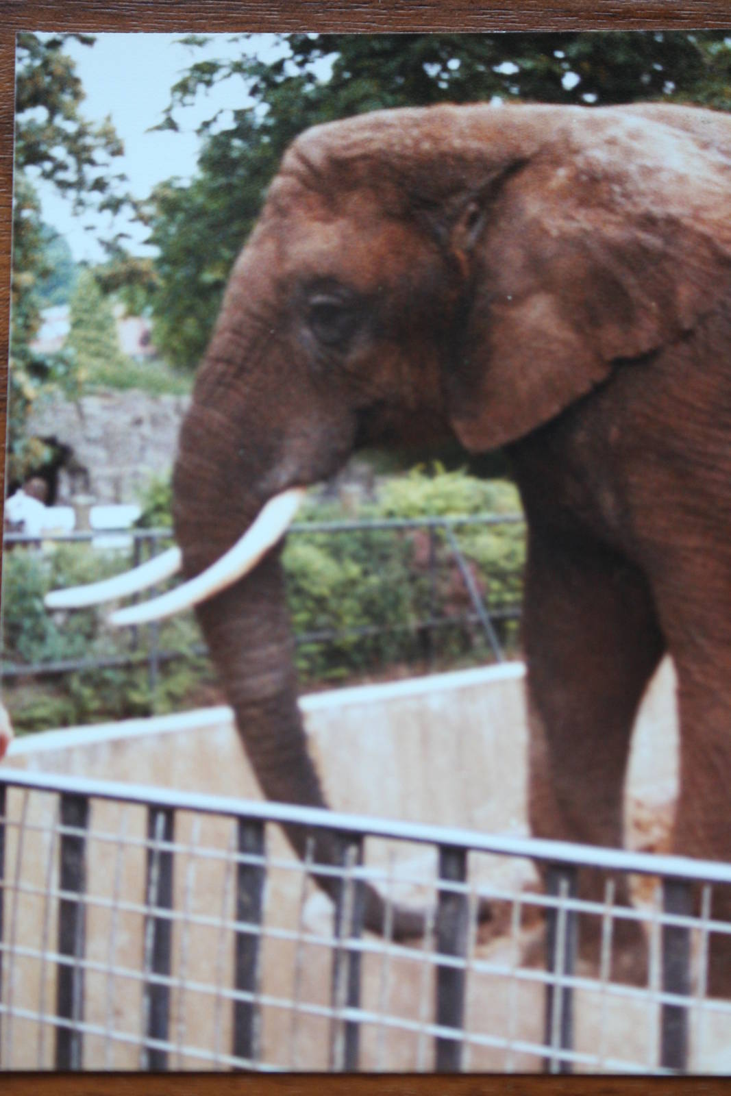 African Elephant @ Bristol; 13.07.83