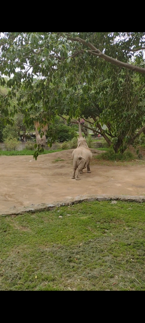 African elephant browsing