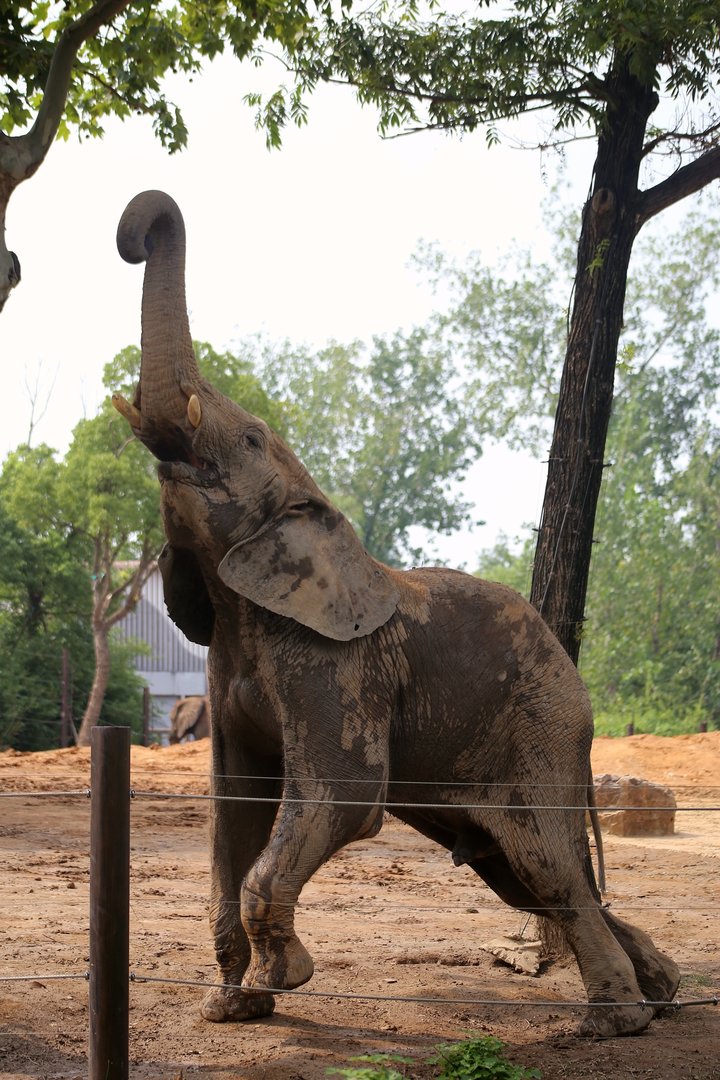 African Elephant Browsing