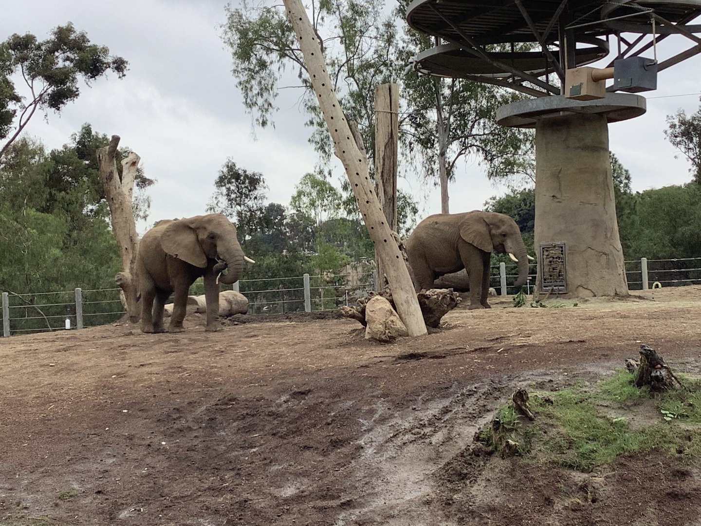 African Elephant Bull 10/7/21