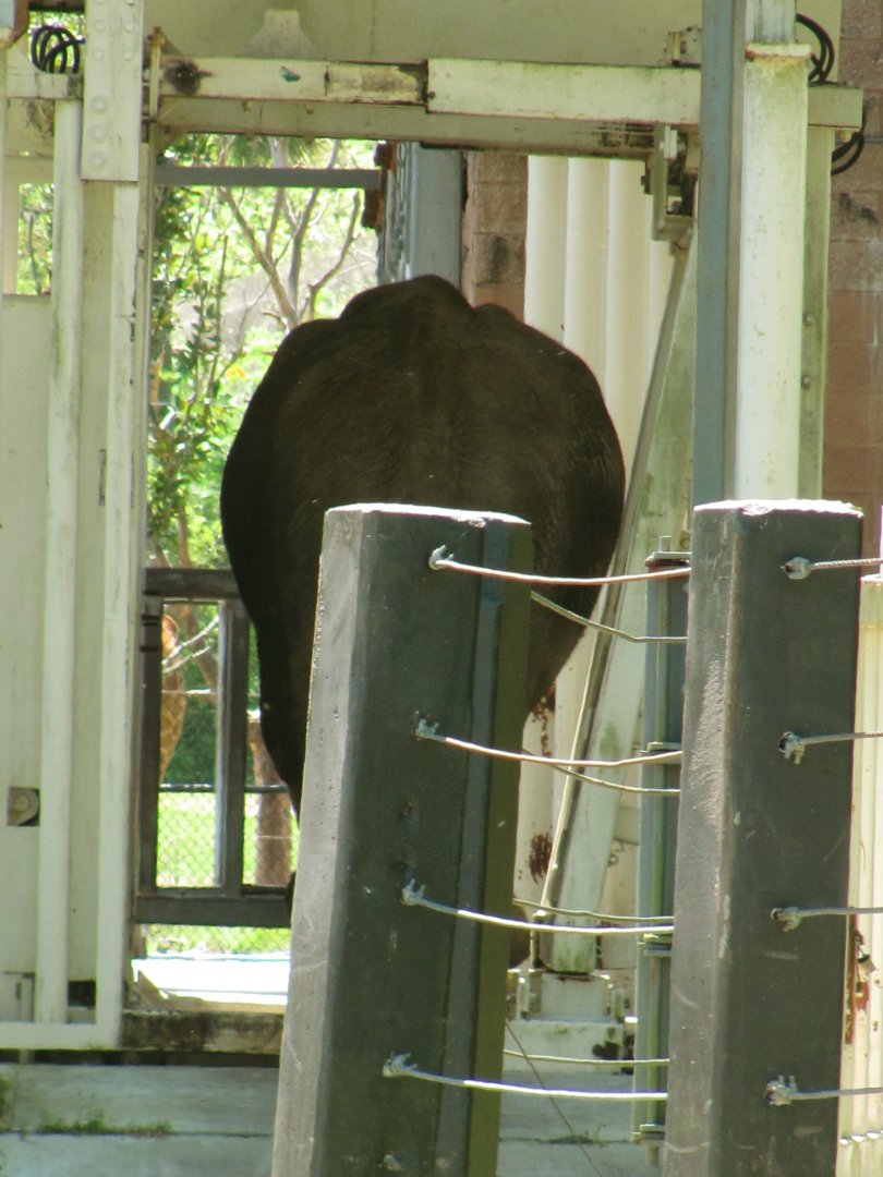 African Elephant Bull Ali In ERD (Elephant Restraint Device)