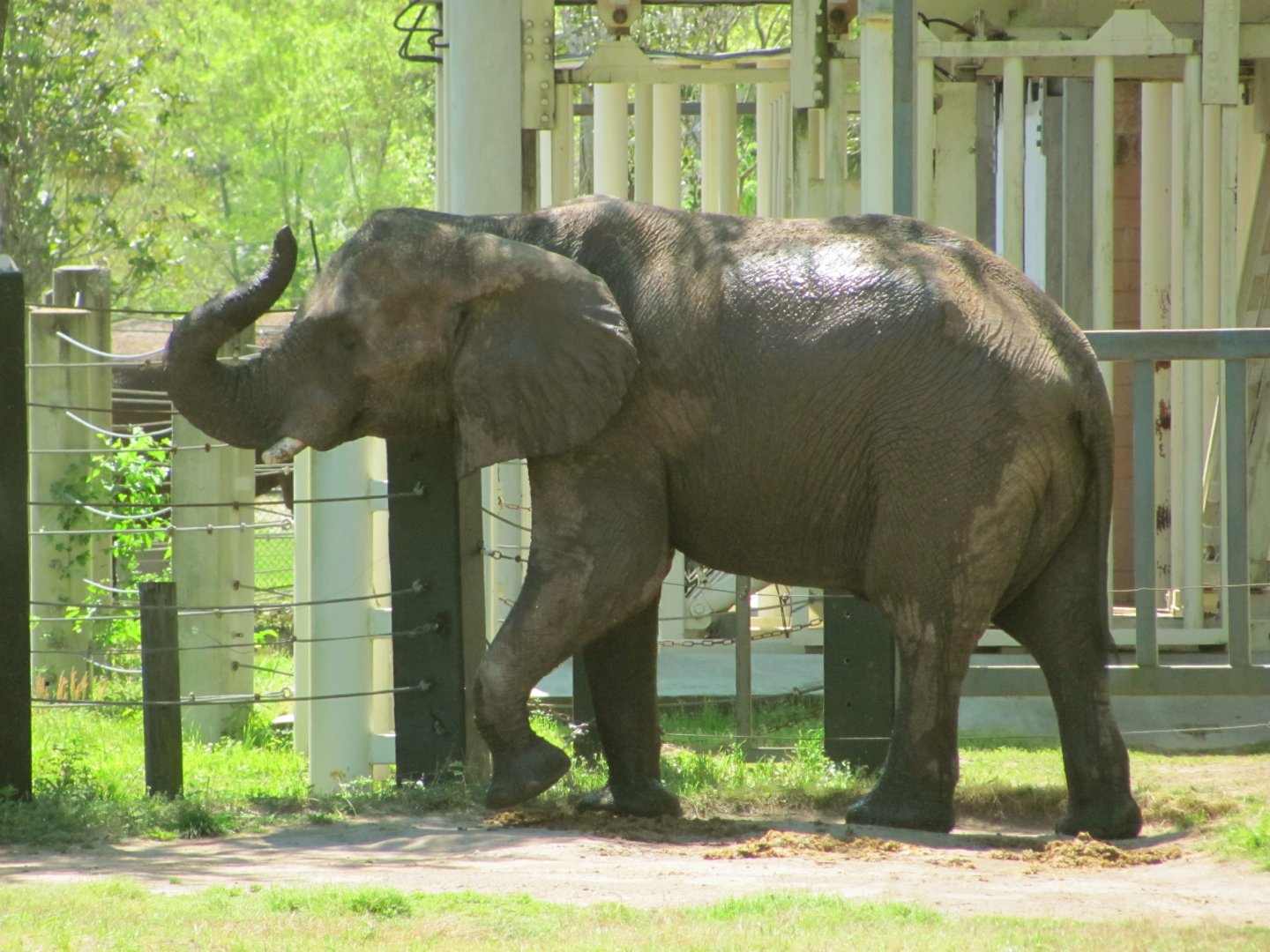African Elephant Bull Ali