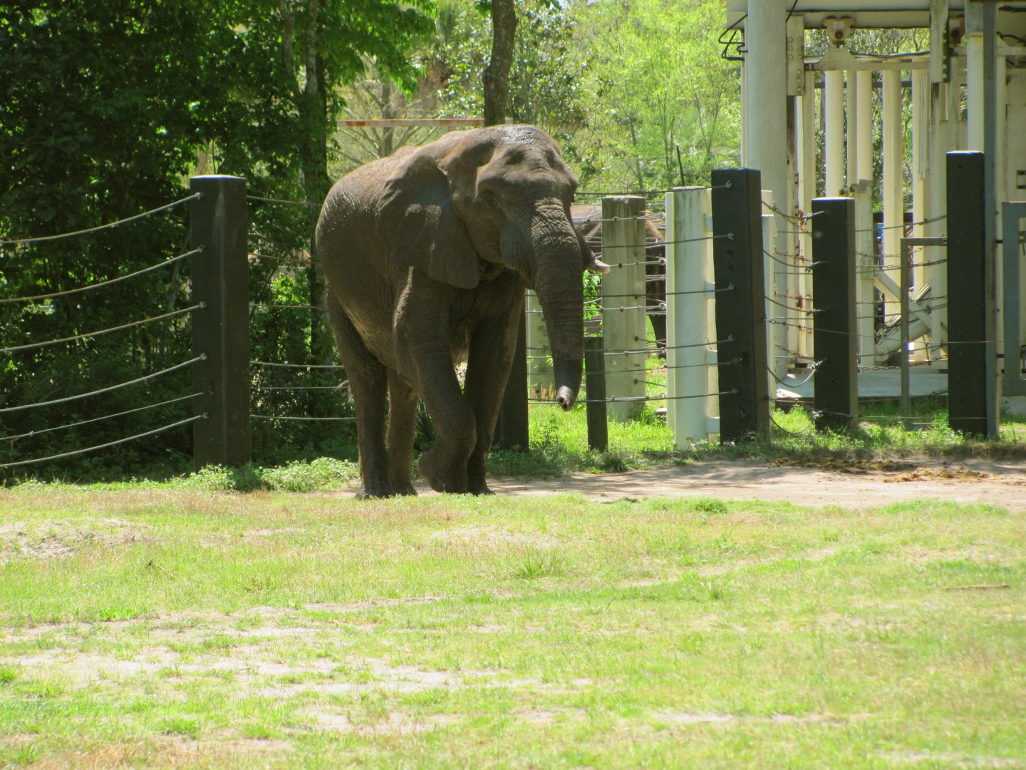 African Elephant Bull Ali