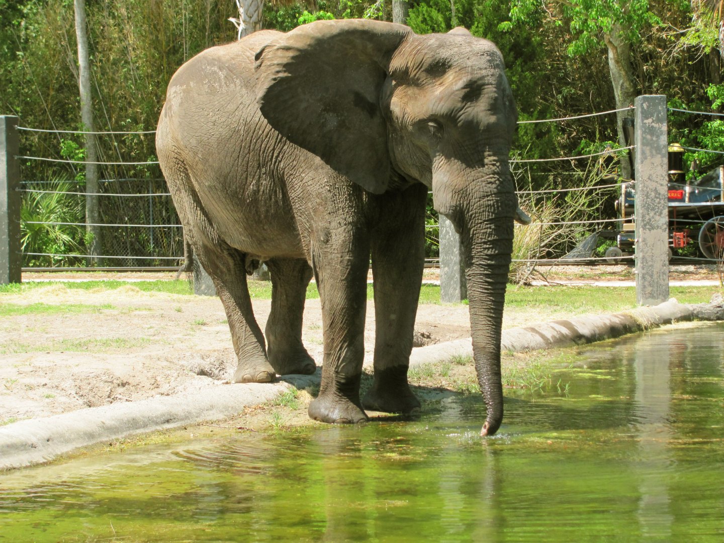 African Elephant Bull Ali