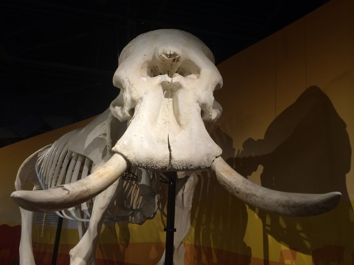 African Elephant Bull Closeup