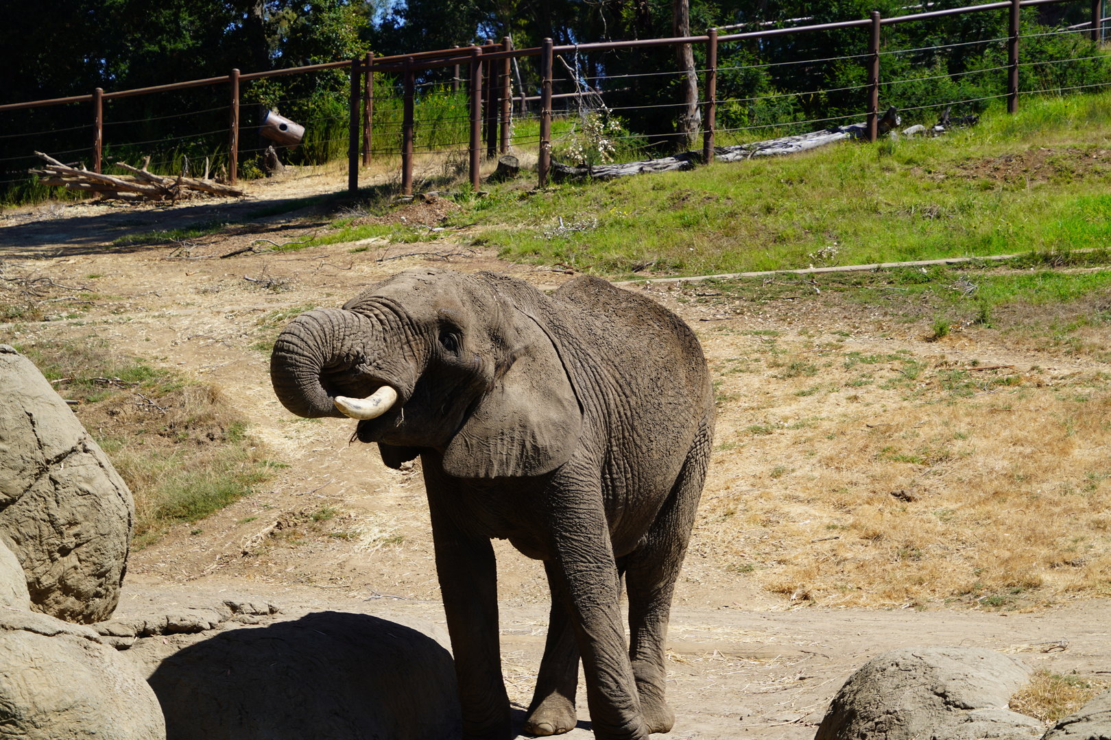 African elephant bull drinking