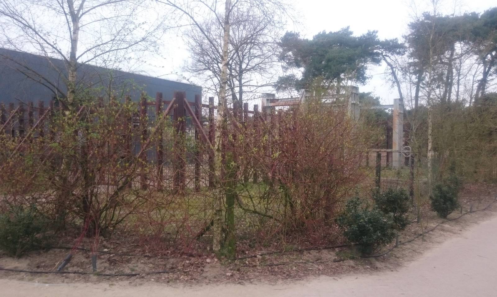 African elephant bull enclosure