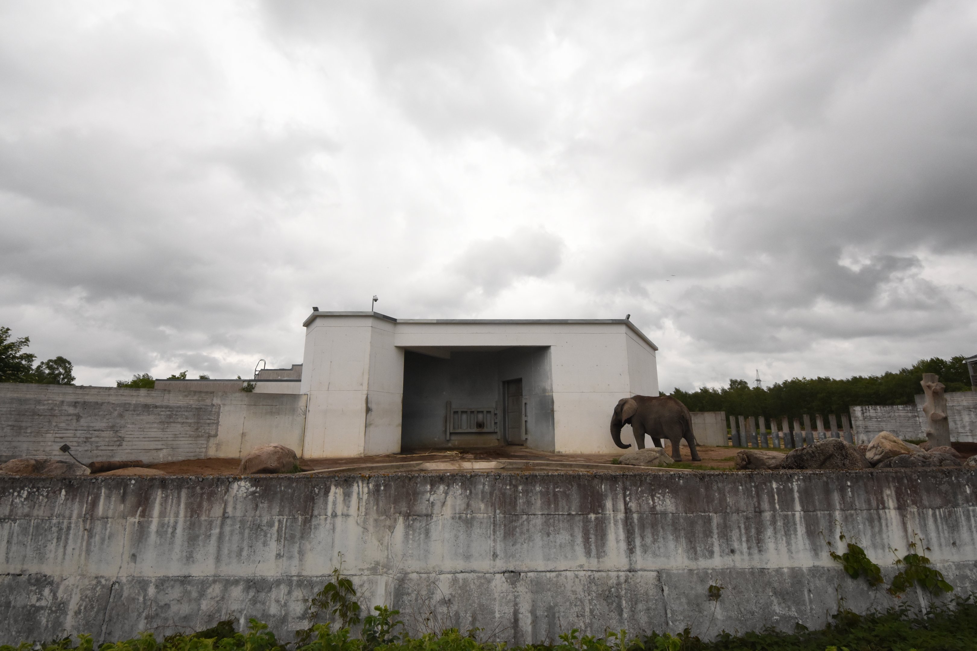 African elephant bull enclosure