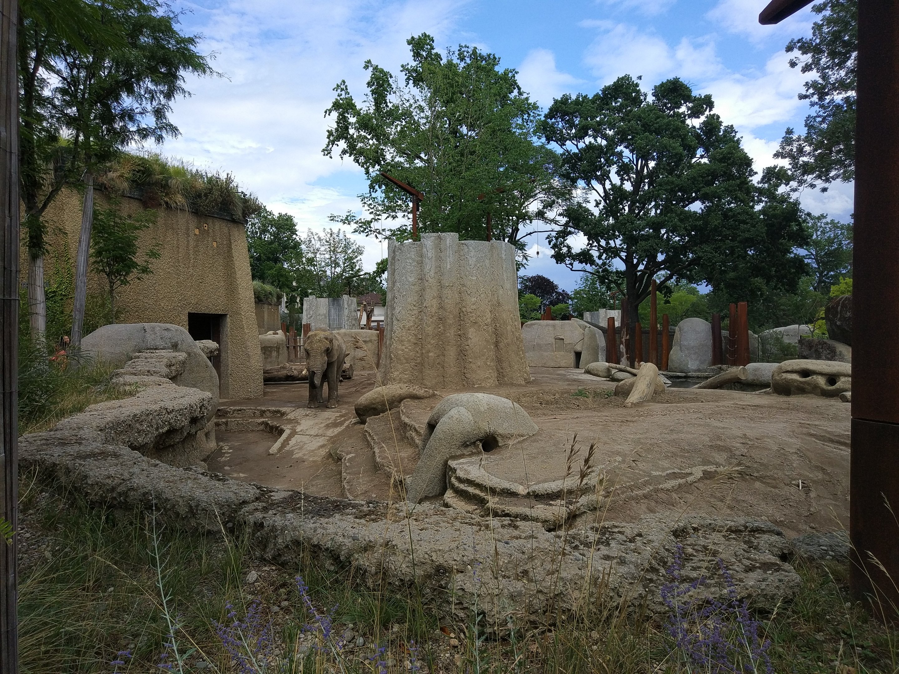 African Elephant bull exhibit