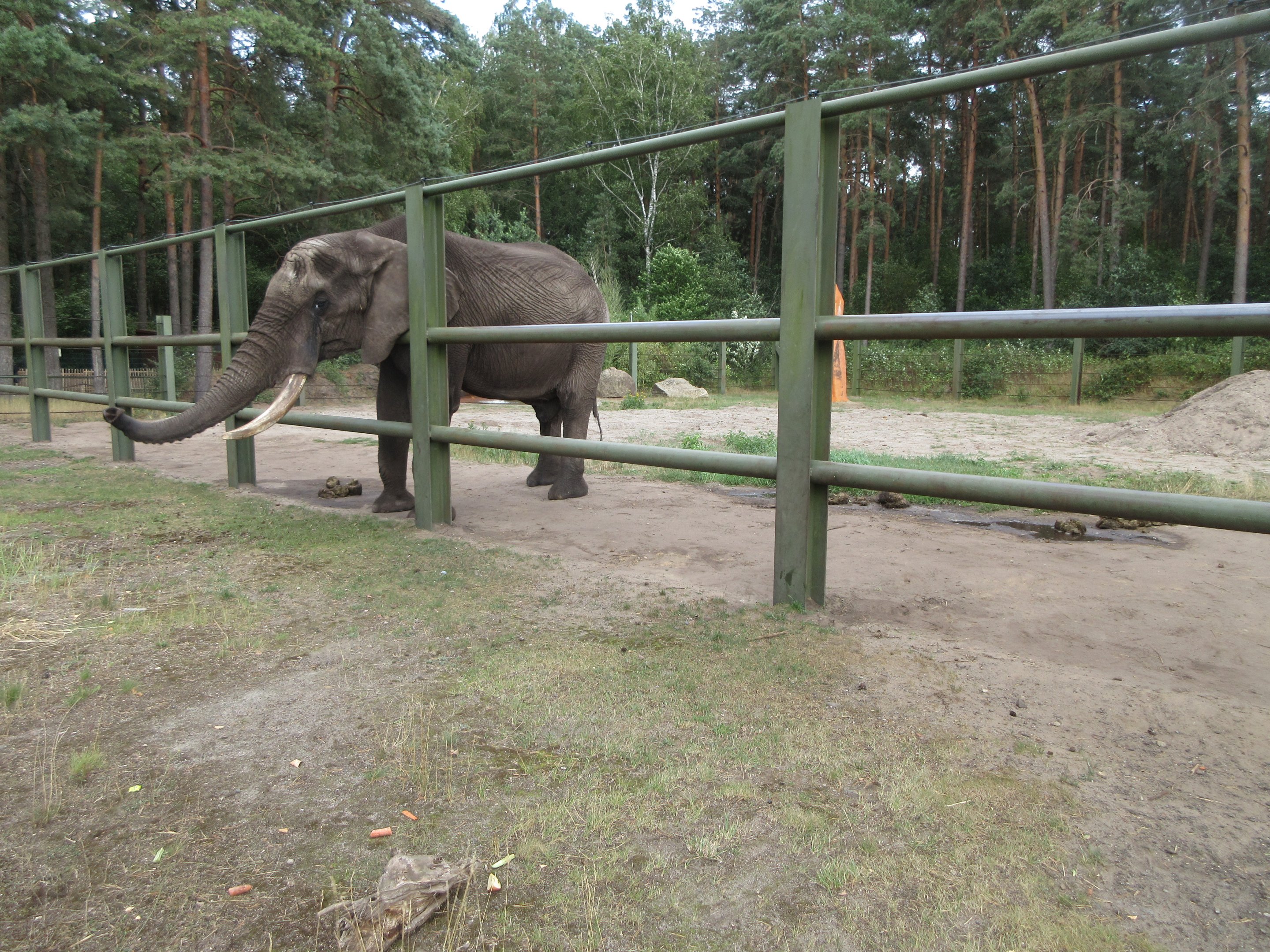 African Elephant Bull Exhibit