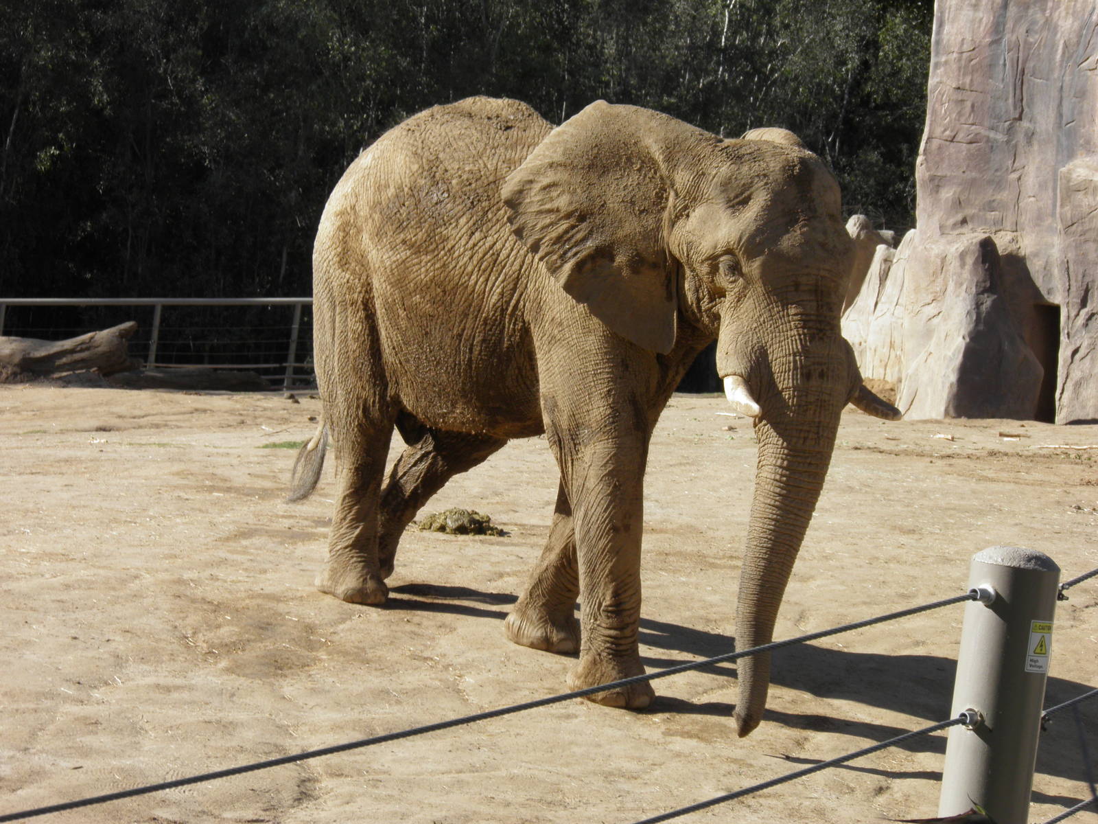 African Elephant bull in musth 2