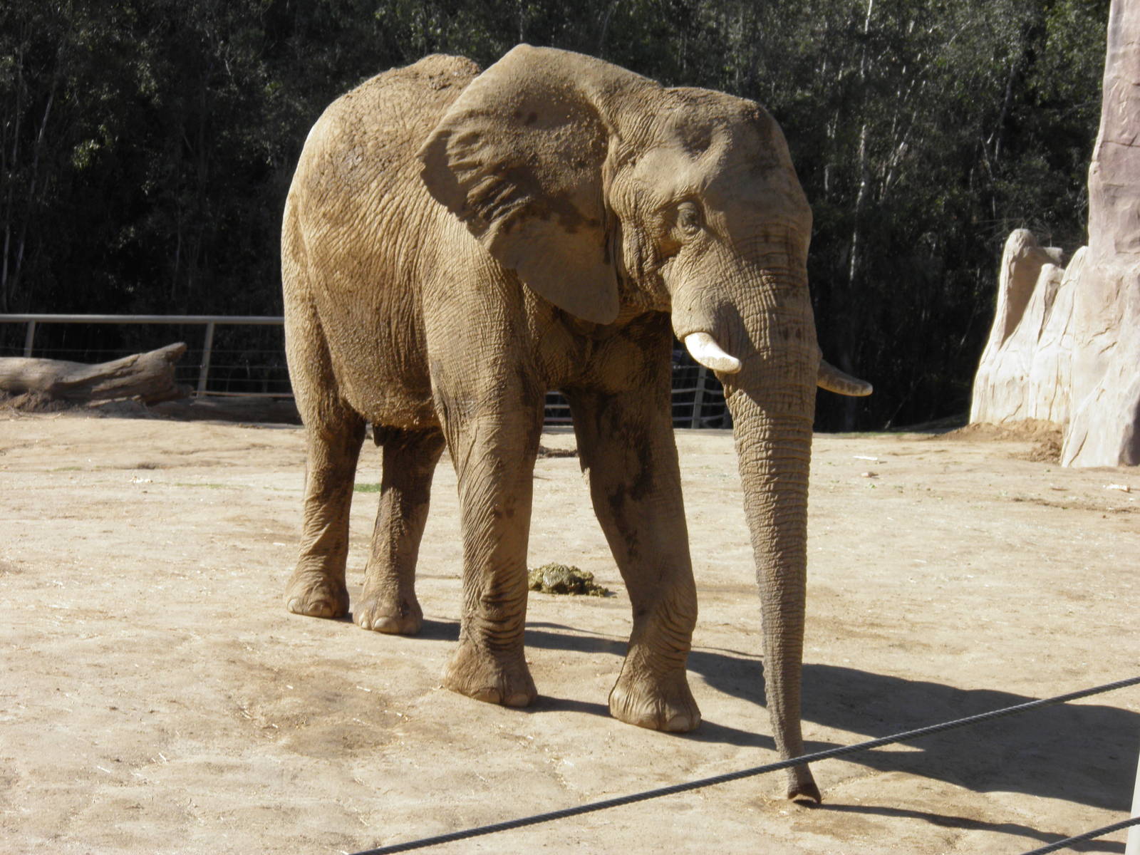 African Elephant bull in musth