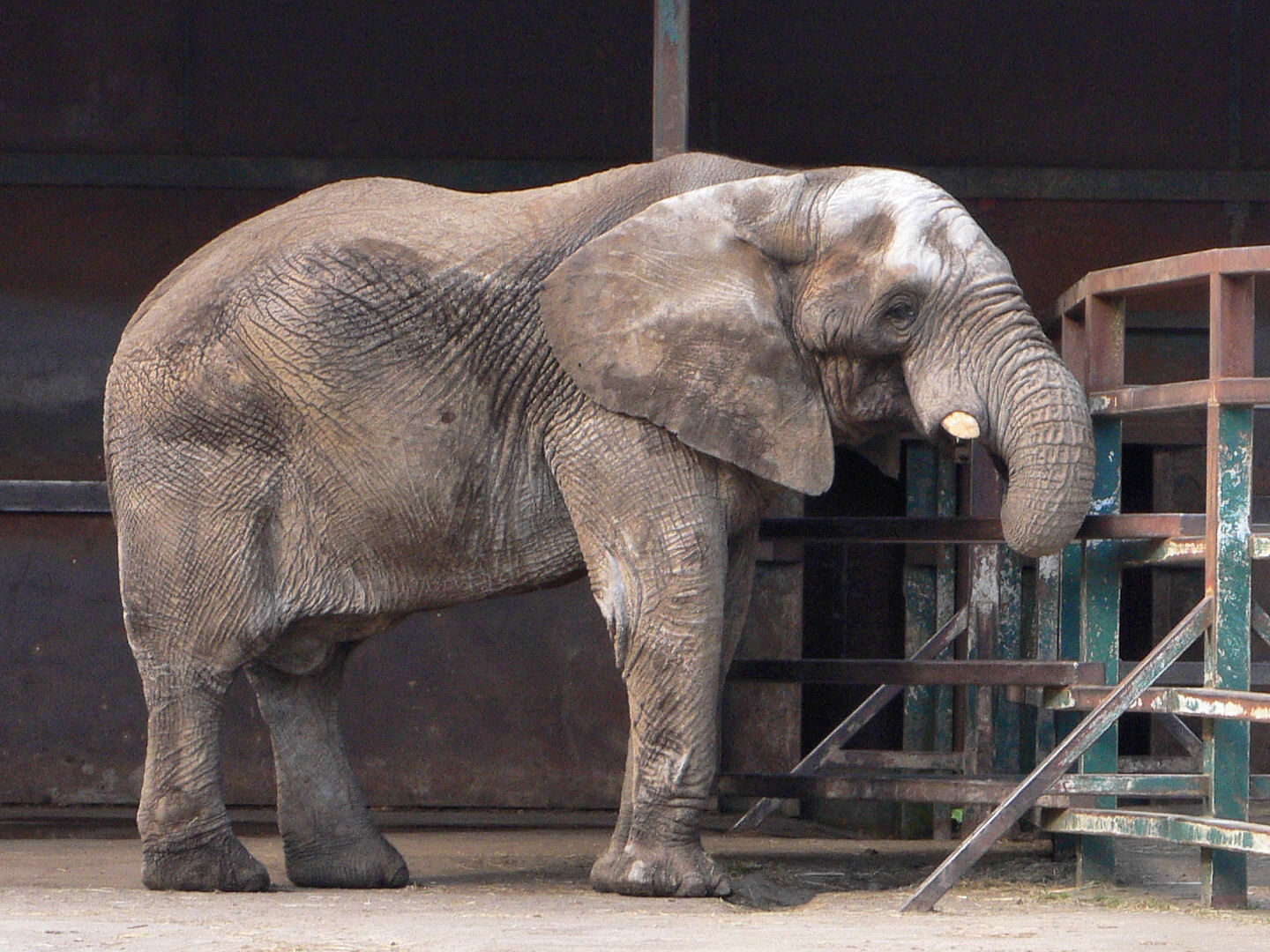 African Elephant Bull Jums, Howletts, 14 March 09