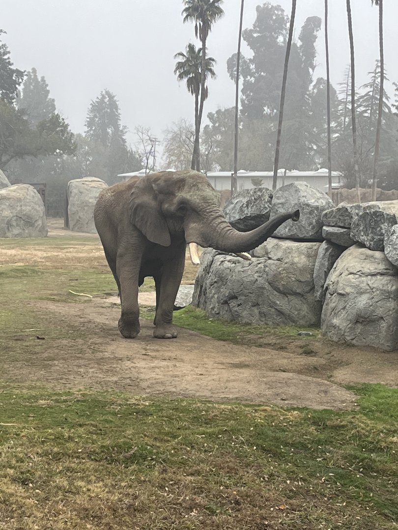 African Elephant Bull Mabu