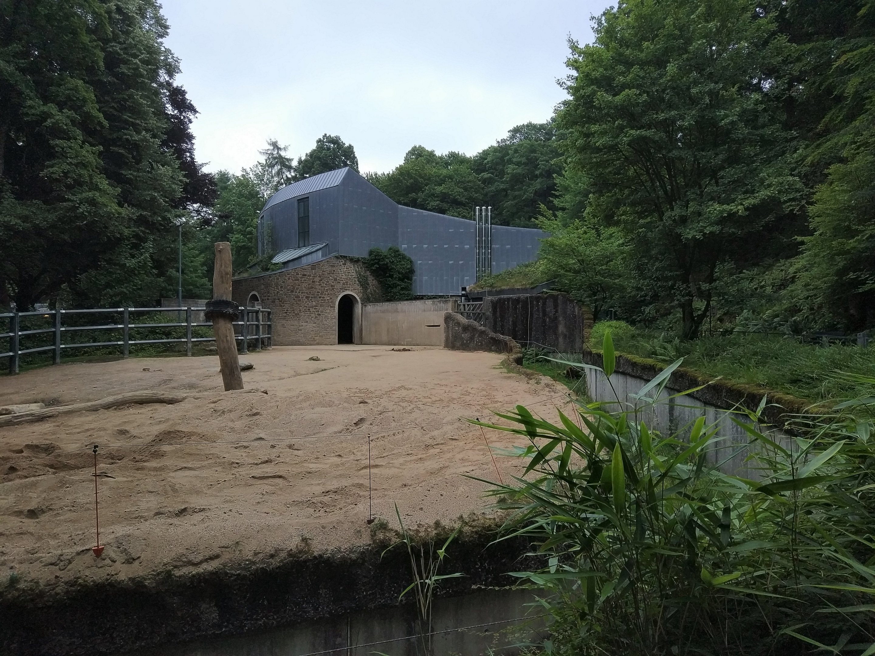 African Elephant Bull Paddock