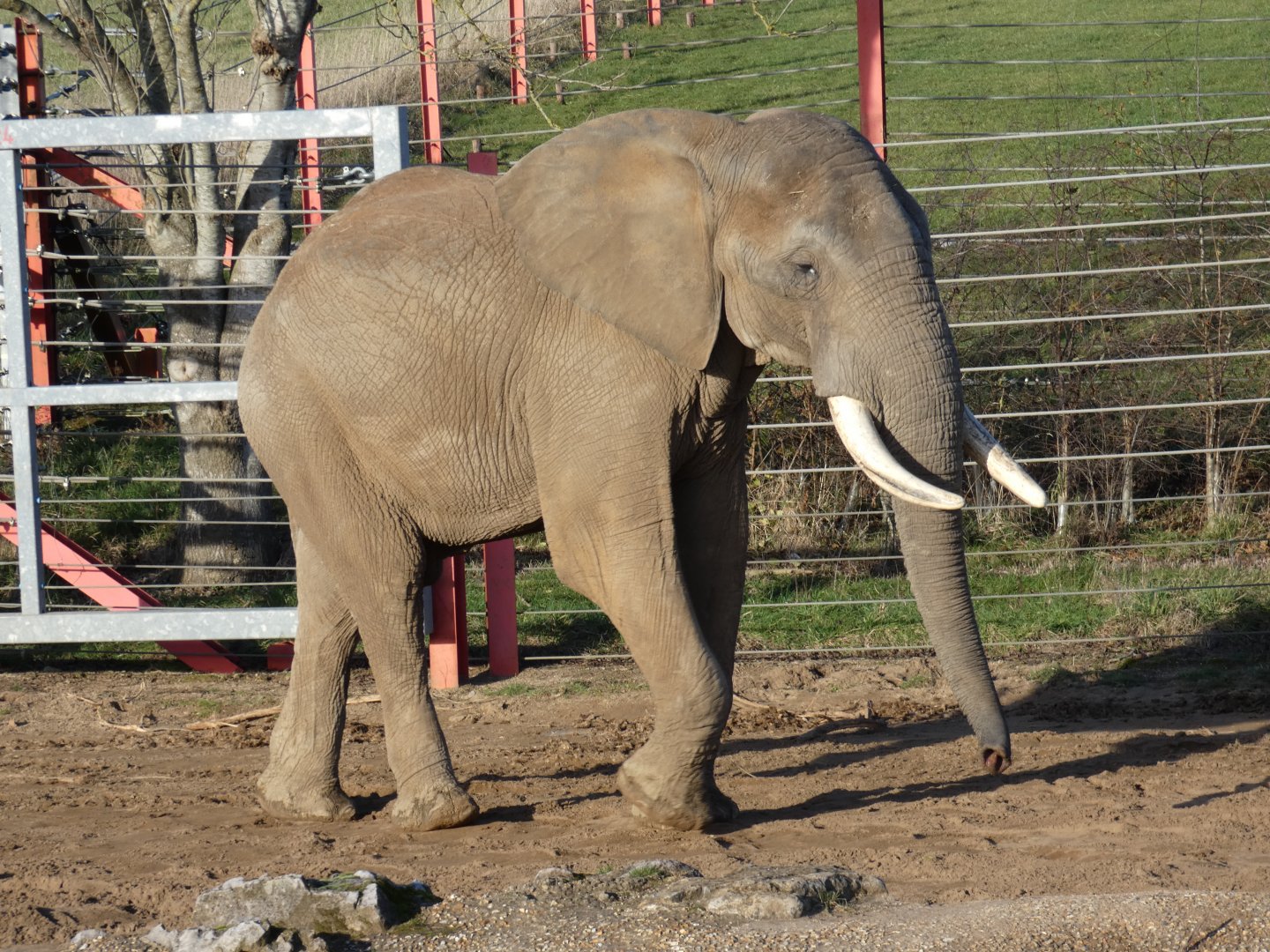 African Elephant bull 'Shaka'