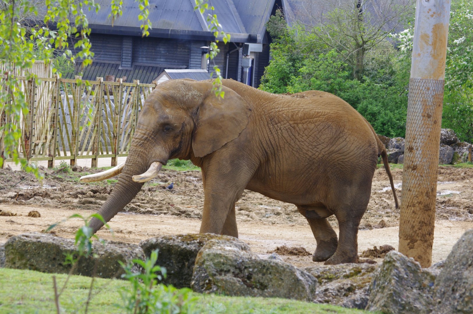 African Elephant bull- Tembo- 11/4/2024