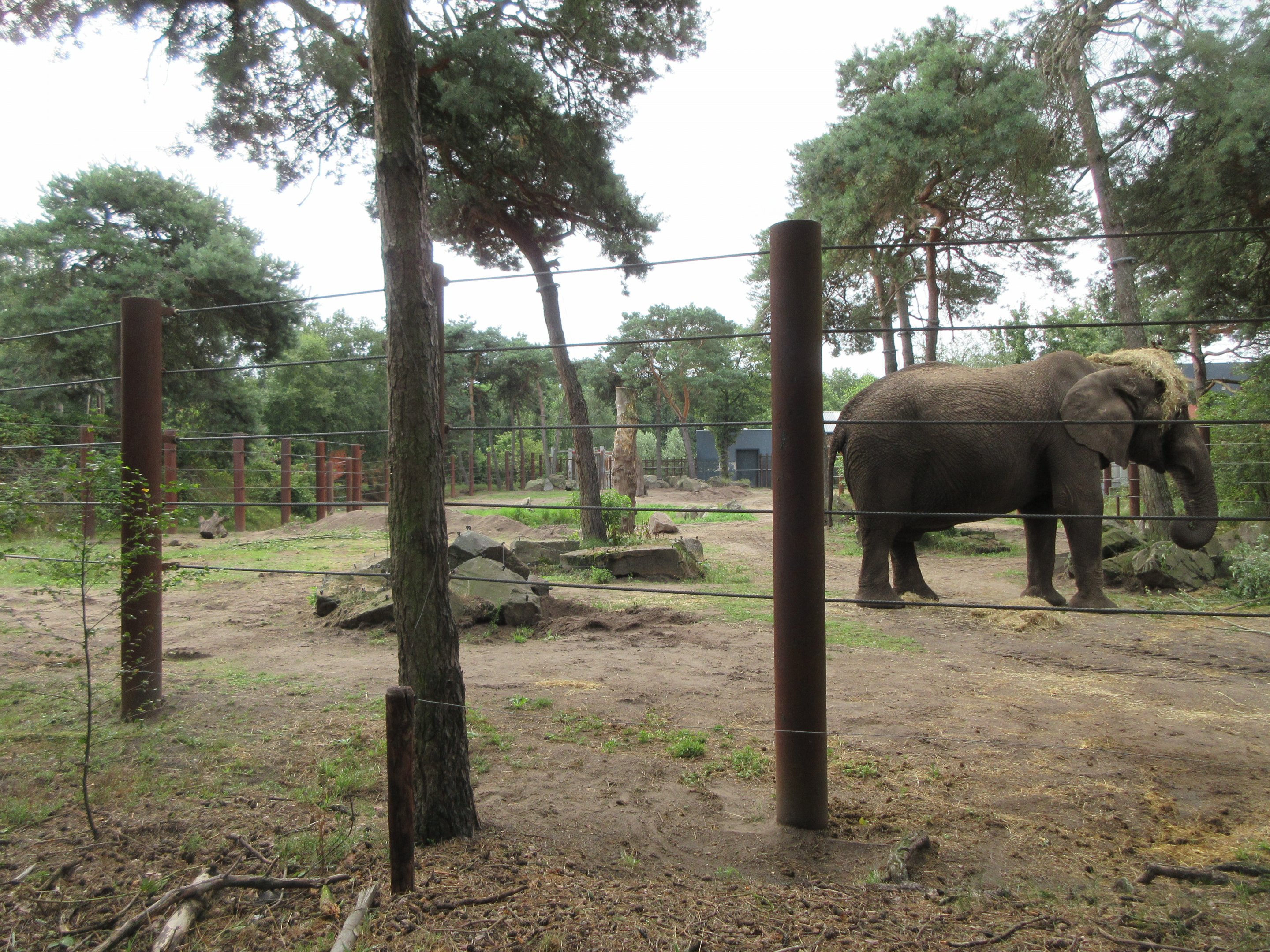 African Elephant (bull yard)