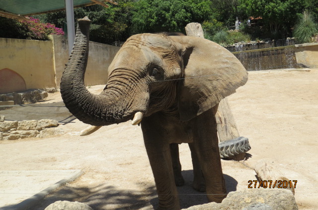 African Elephant Bull
