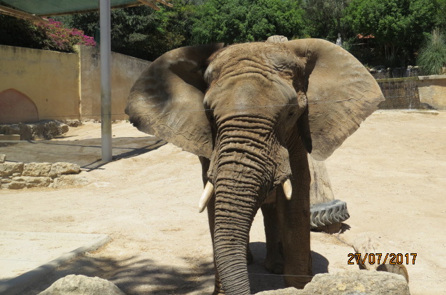 African Elephant Bull