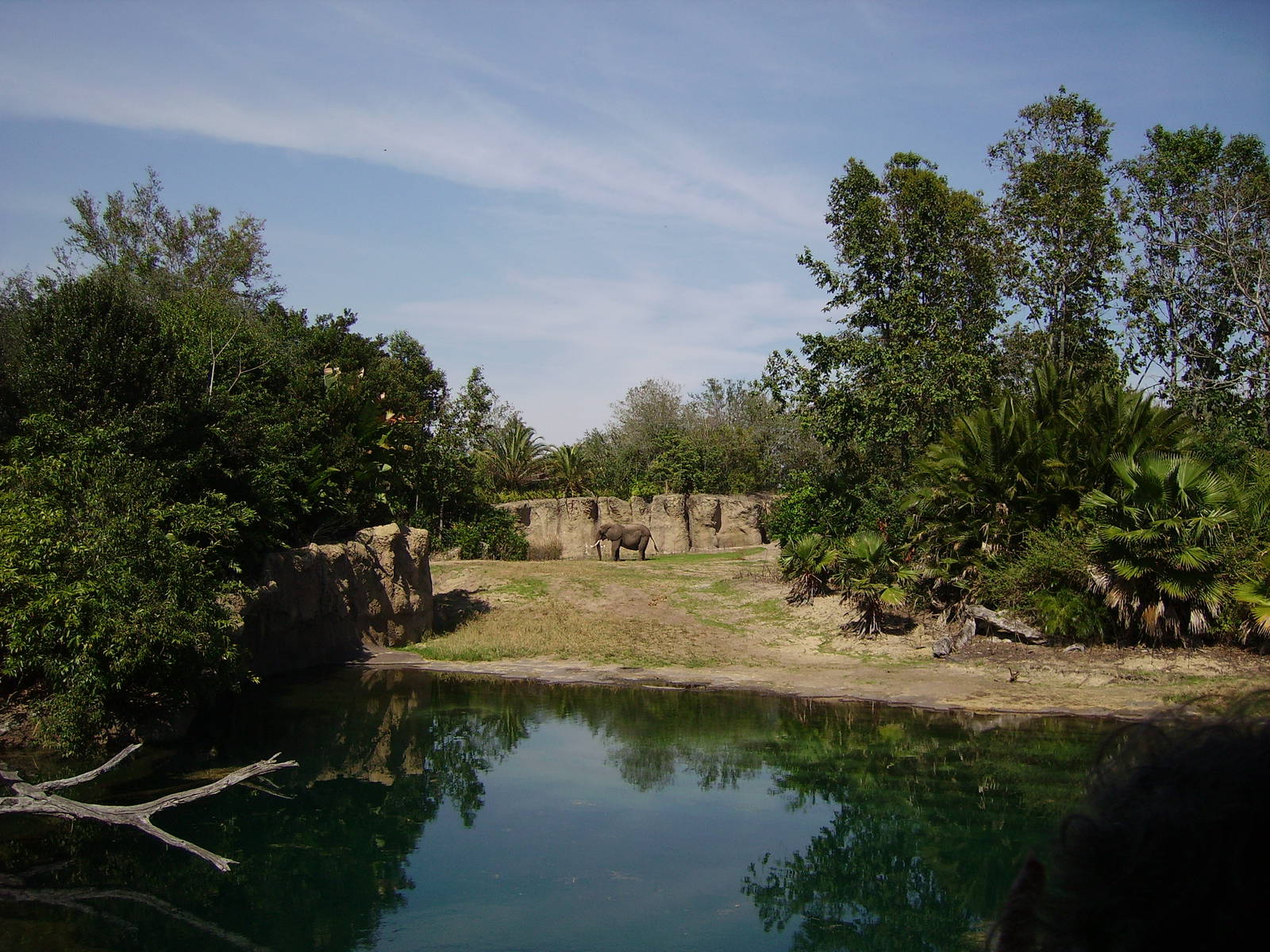 African Elephant bull
