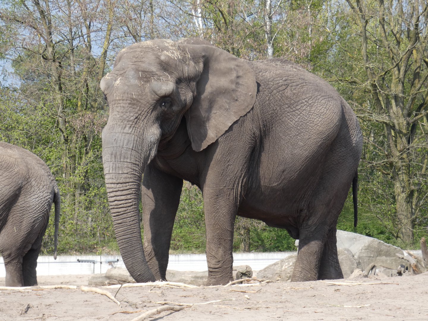 African Elephant bull