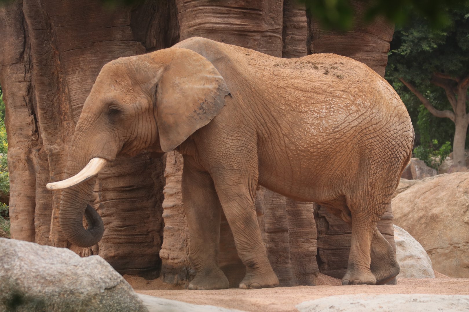 African elephant bull