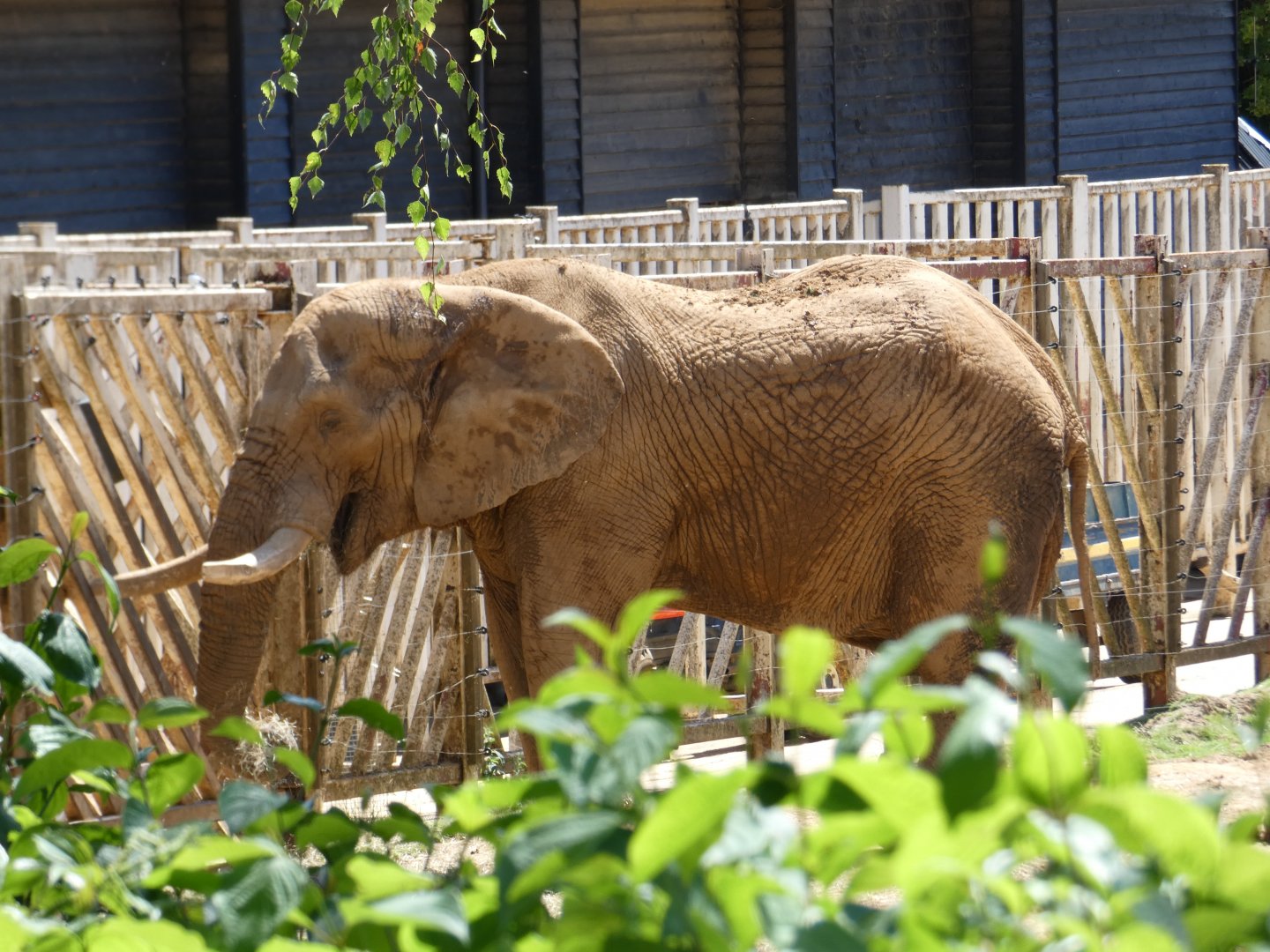 African Elephant bull