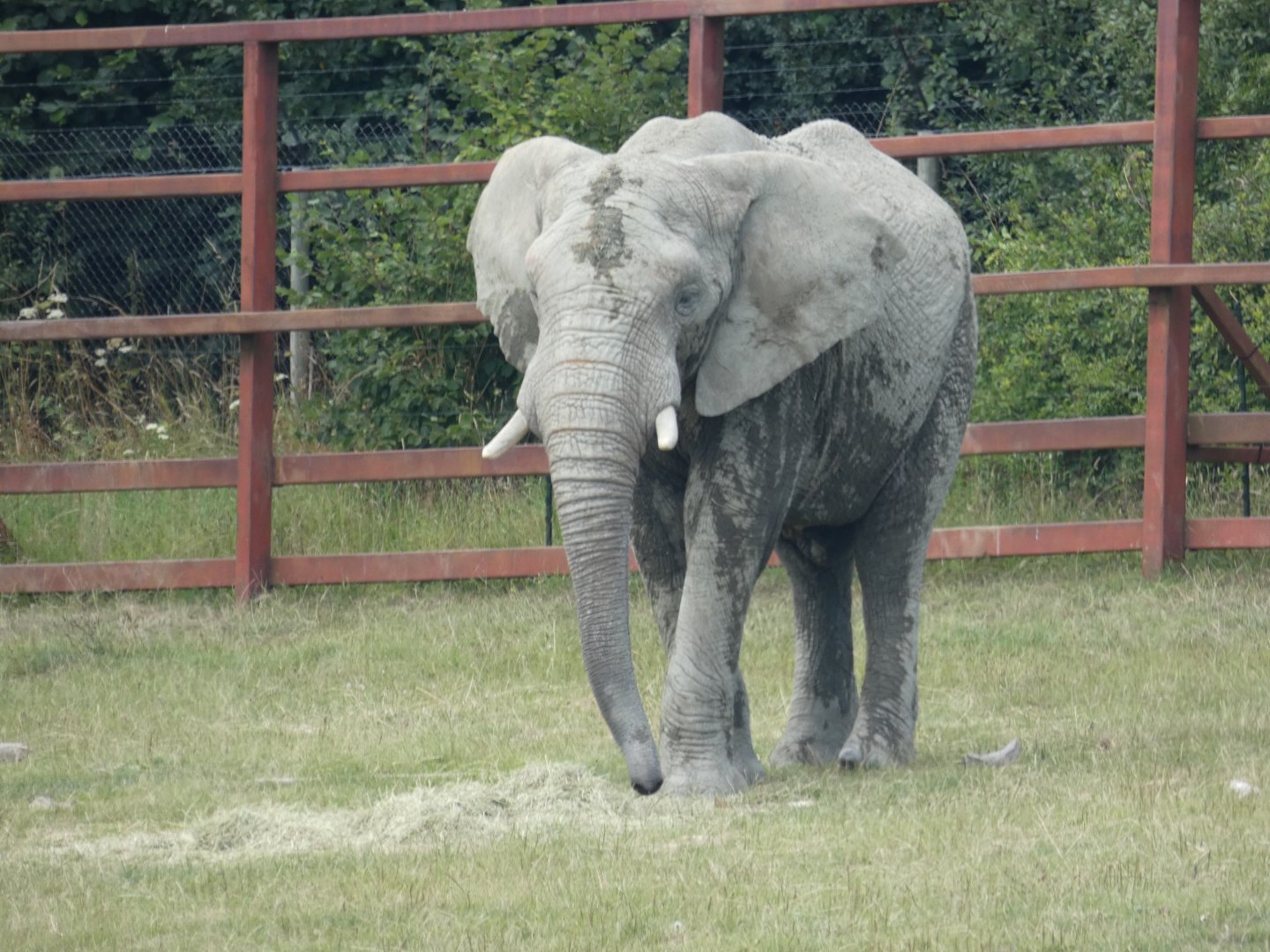 African Elephant bull