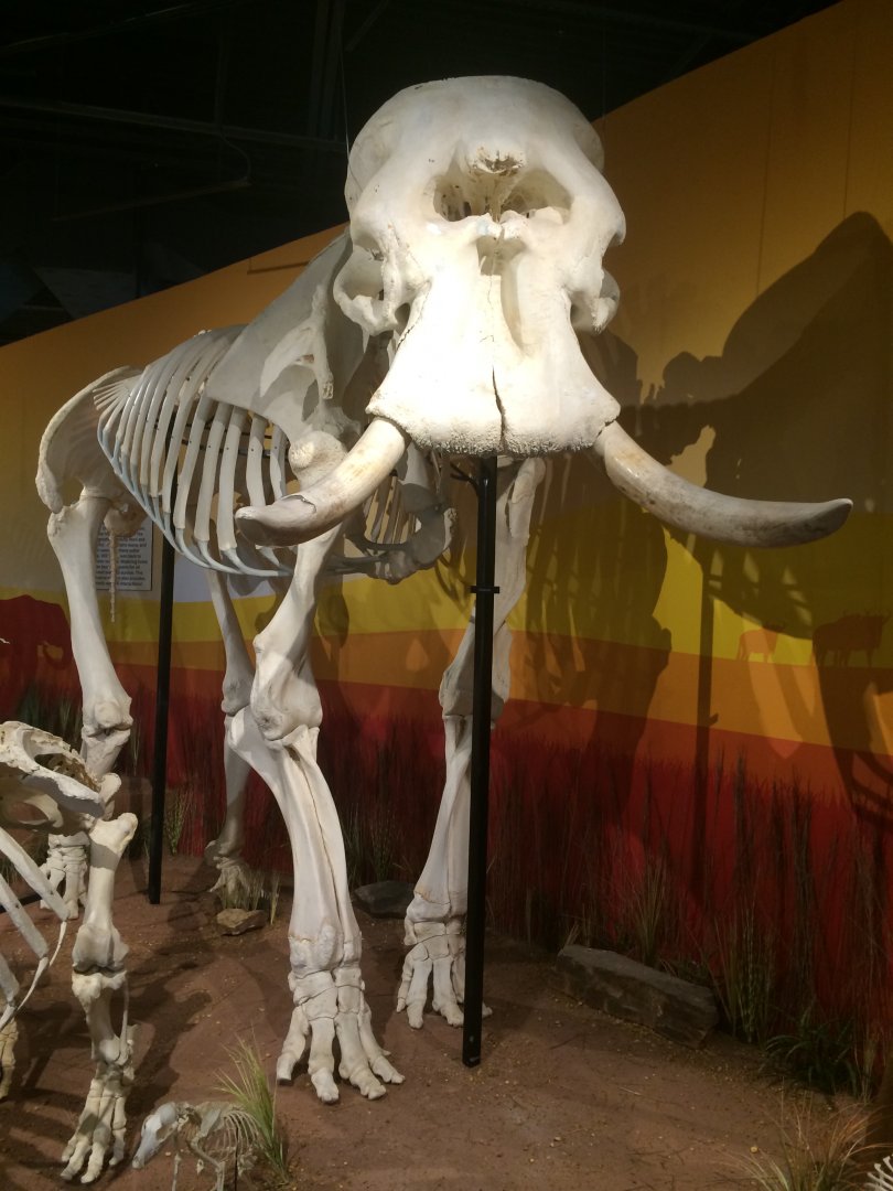 African Elephant Bull