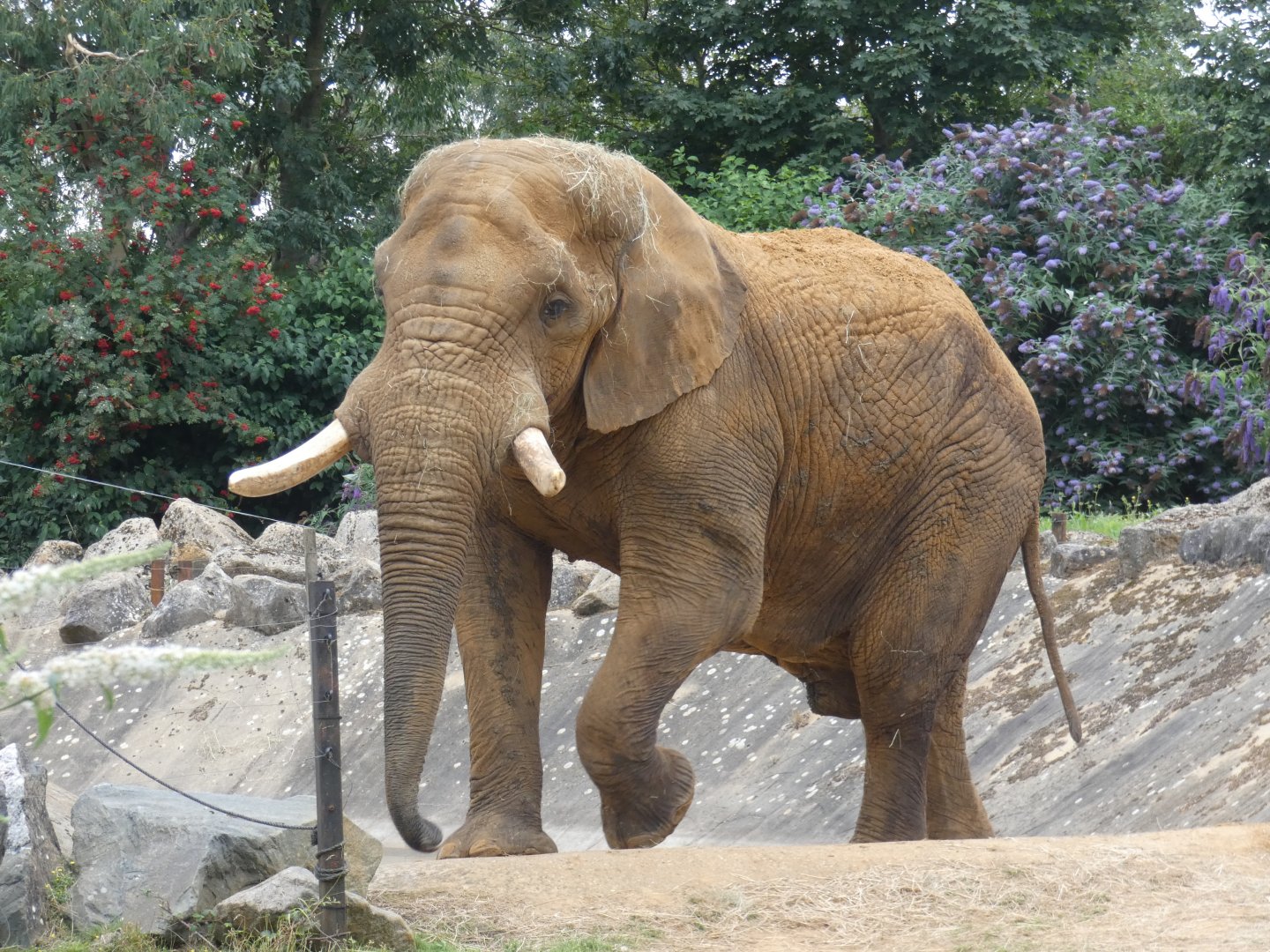 African elephant bull