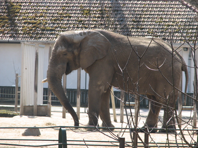 African elephant bull