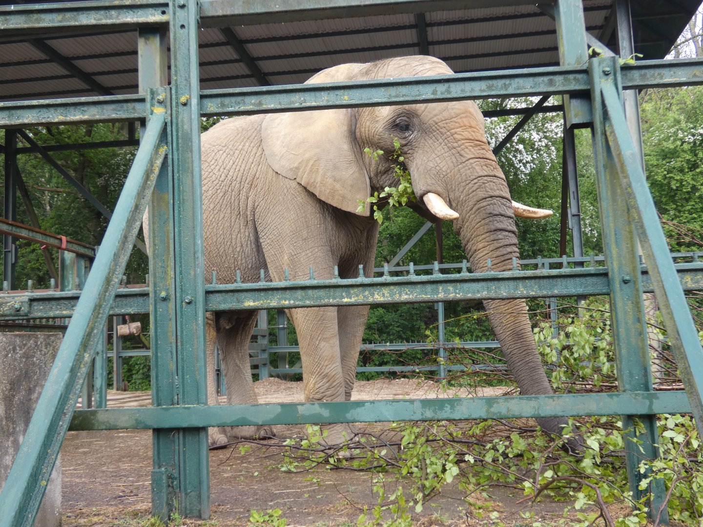 African elephant bull