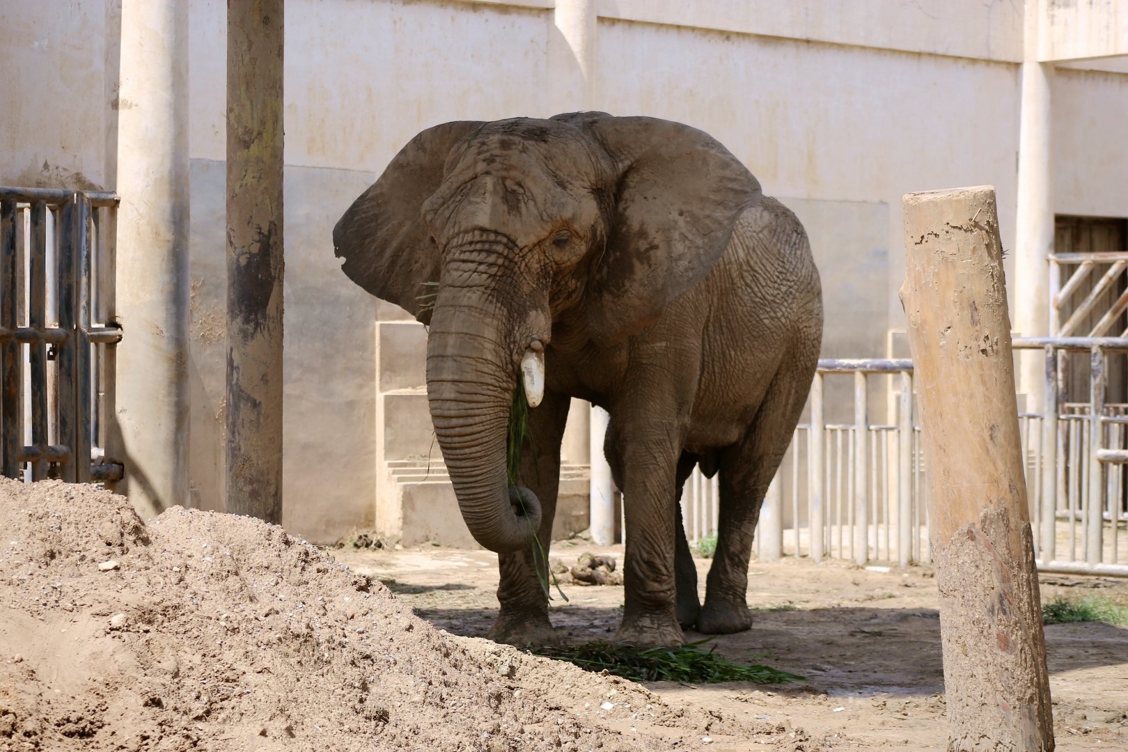 African Elephant Bull