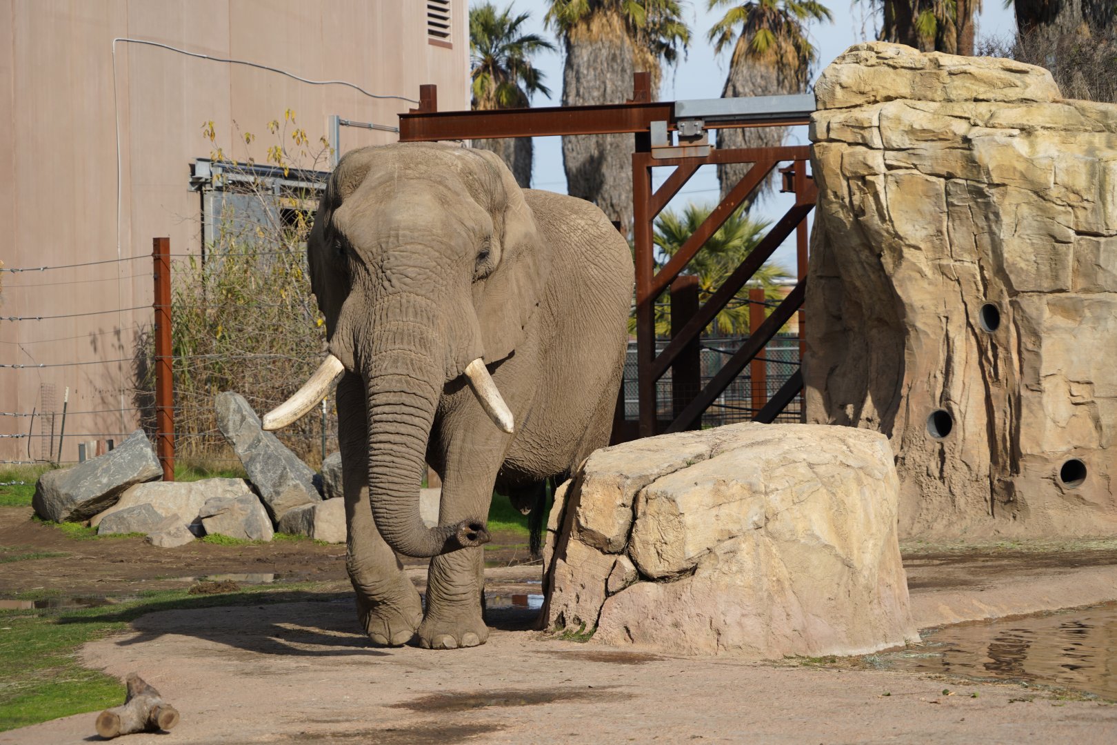 African elephant bull