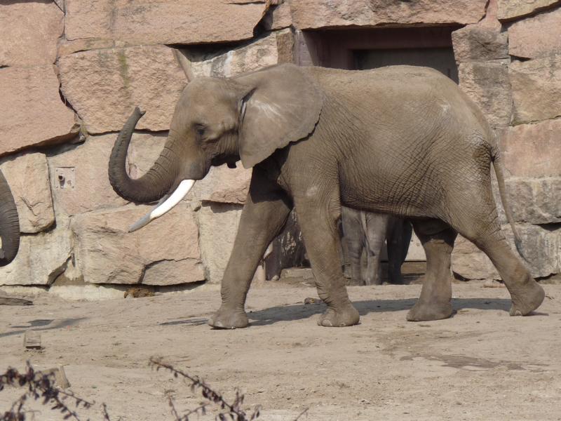 African Elephant Bull