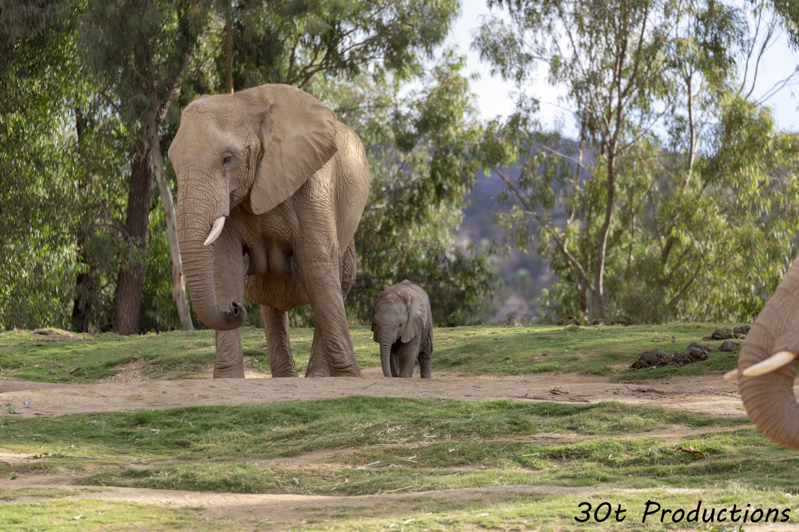 African Elephant Calf and Mother