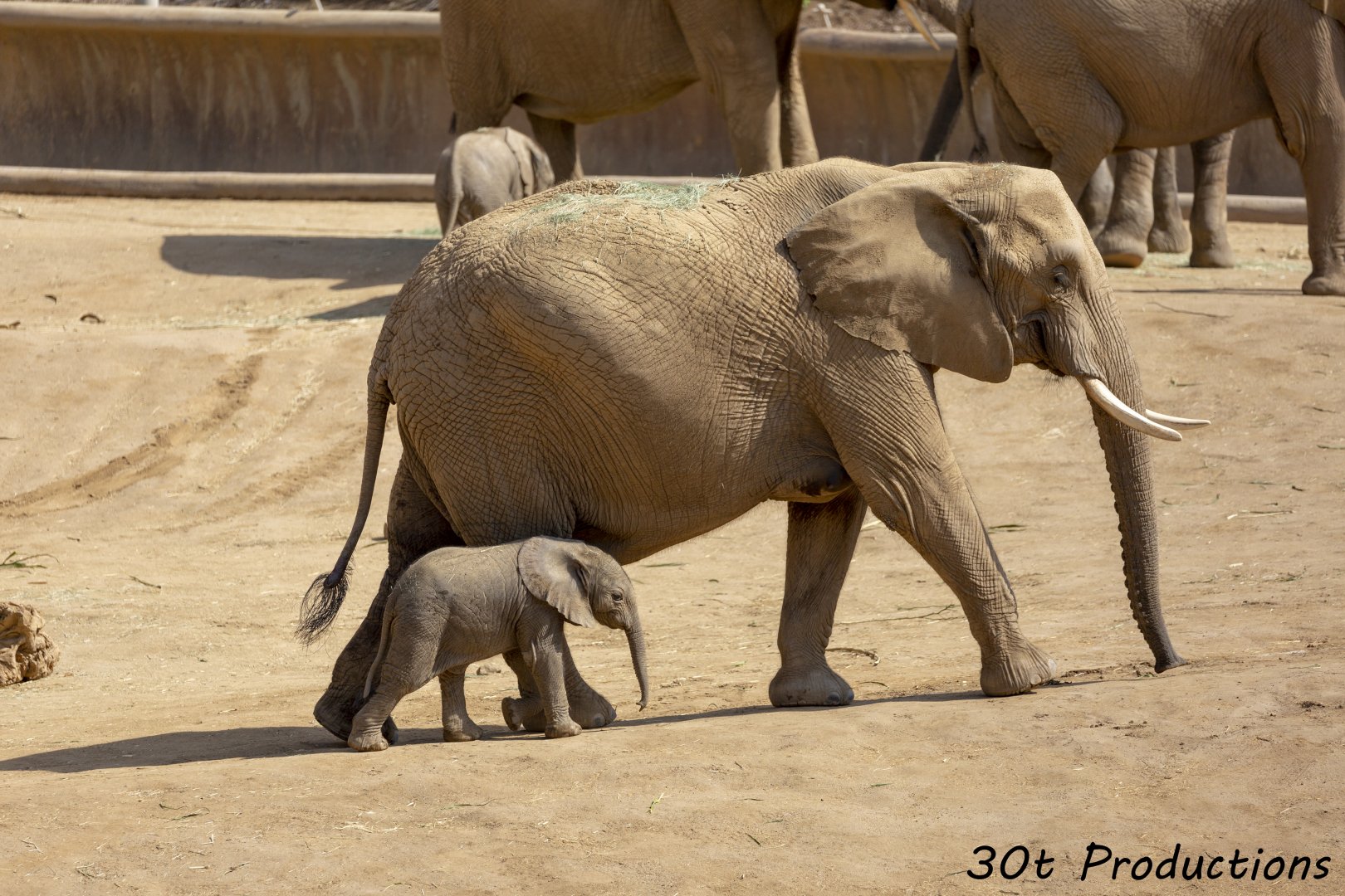 African Elephant Calf and mother