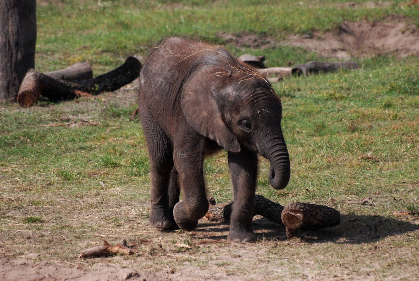 African Elephant Calf at Lowry Park, 13/10/13