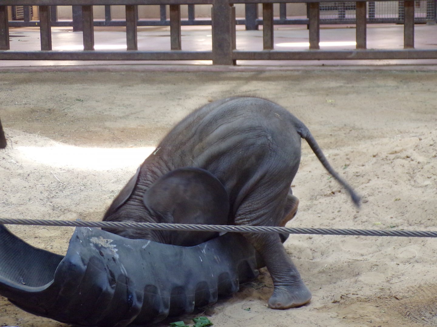 African Elephant calf, Kirkja, 3 mo. old