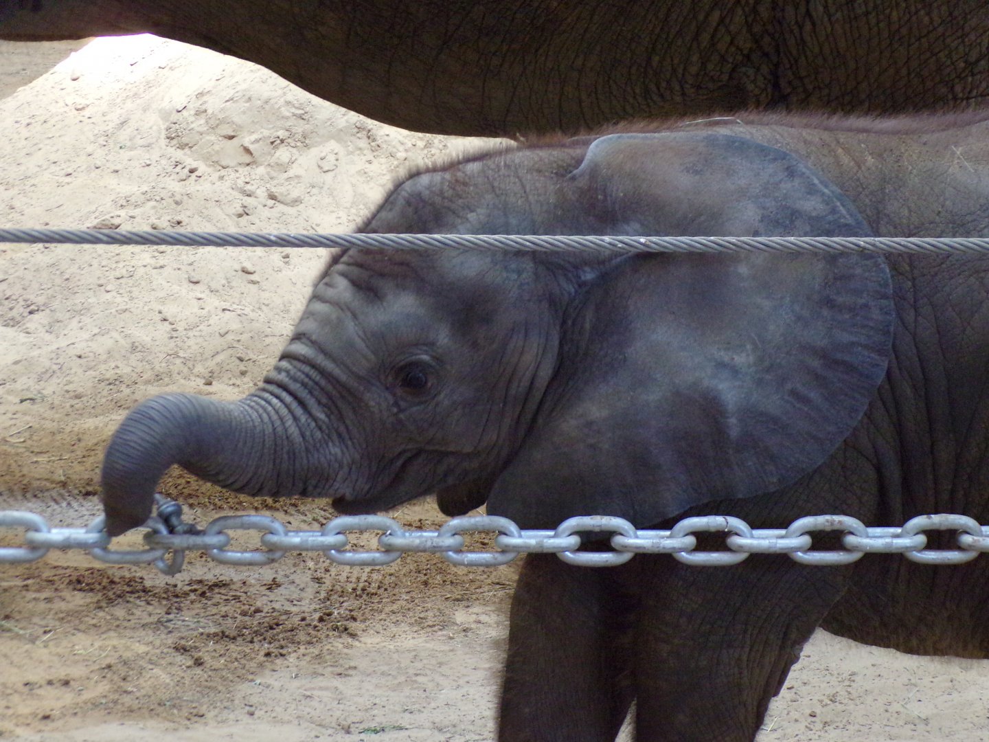 African Elephant calf, Kirkja, 3 mo. old