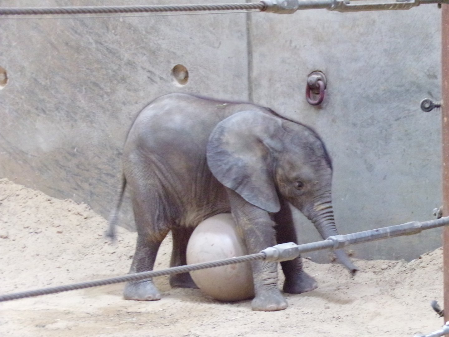 African Elephant calf, Kirkja, 3 mo. old