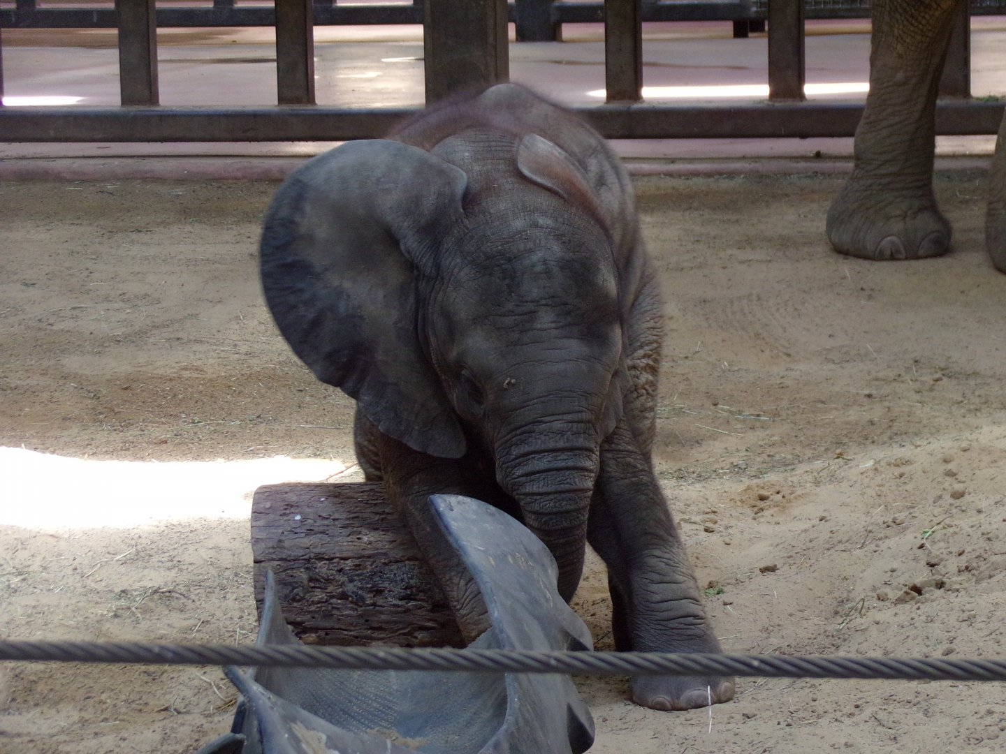 African Elephant calf, Kirkja, 3 mo. old