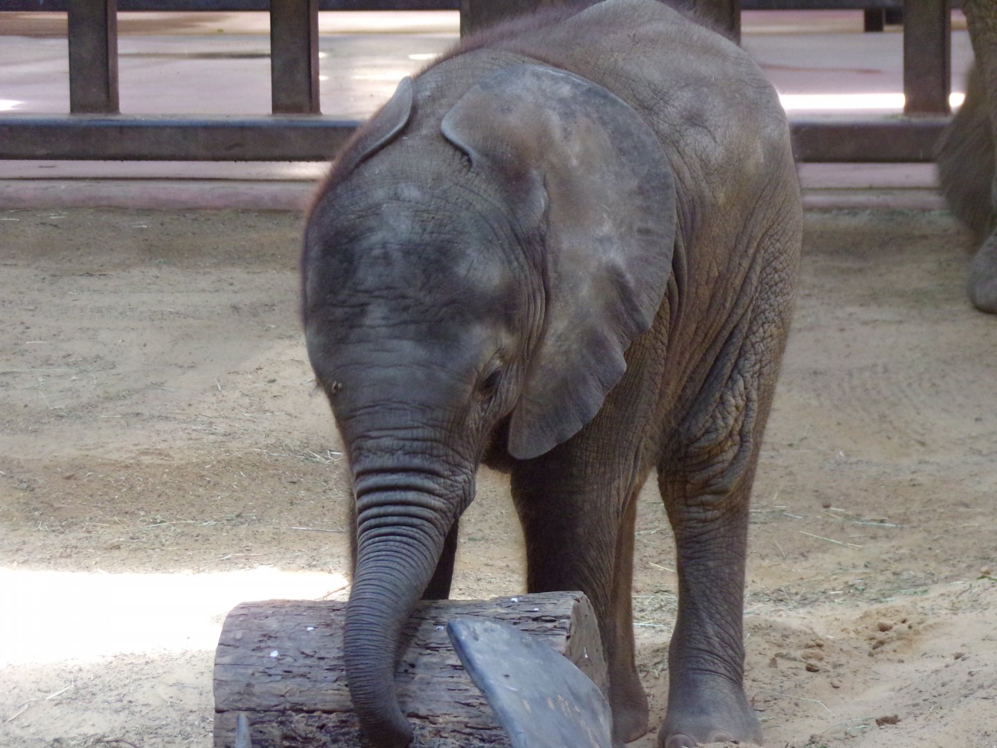 African Elephant calf, Kirkja, 3 mo. old