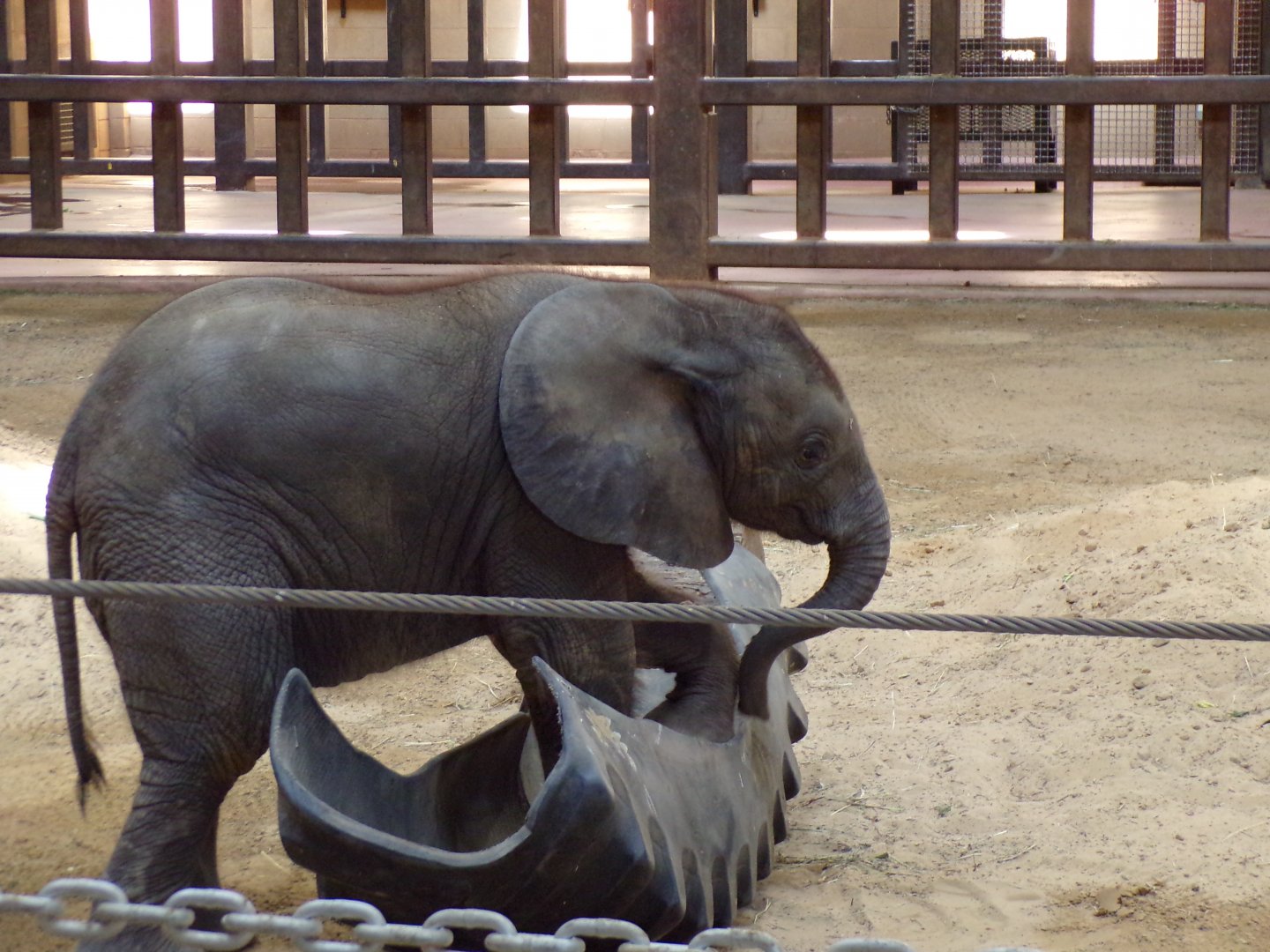 African Elephant calf, Kirkja, 3 mo. old
