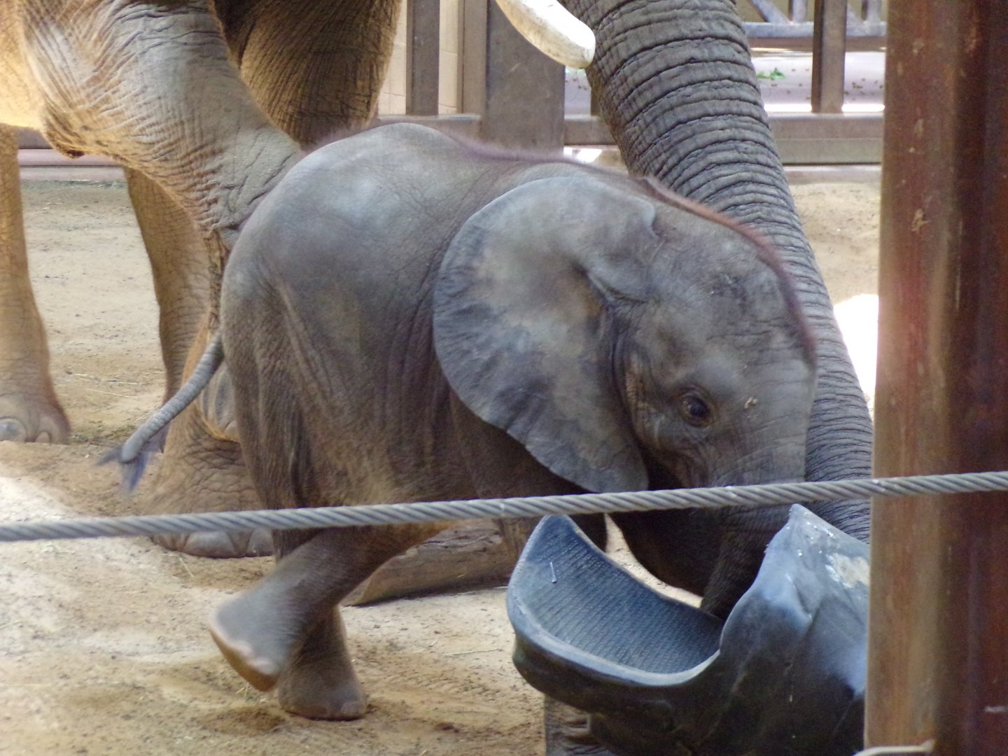African Elephant calf, Kirkja, 3 mo. old