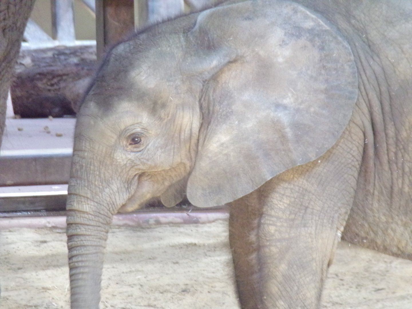 African Elephant calf, Kirkja, 3 mo. old