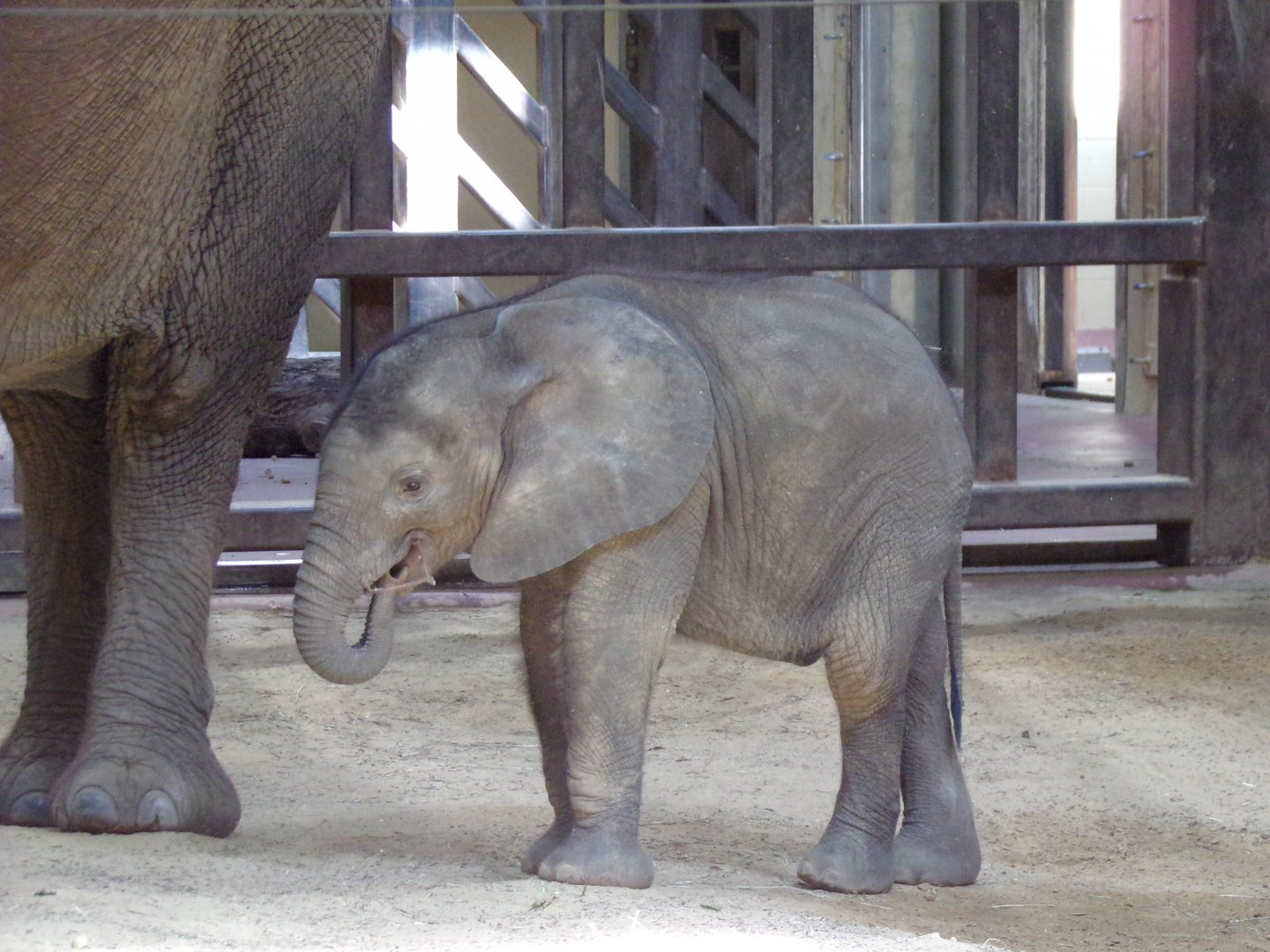 African Elephant calf, Kirkja, 3 mo. old